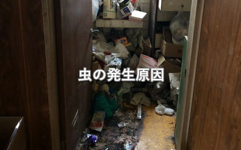 虫が沸いている部屋